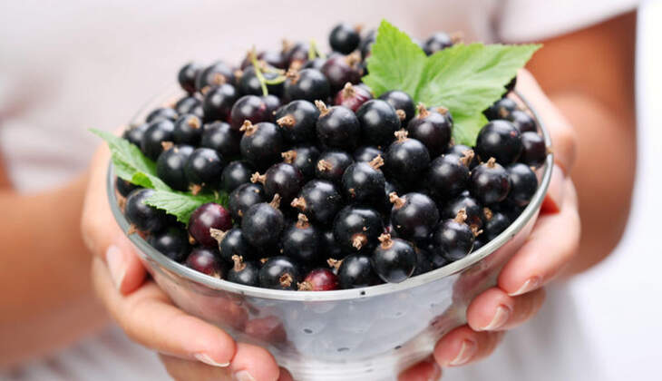Obst kennenlernen